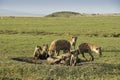 Spotted hyenas with young at den, Kenya