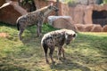 Spotted hyenas in Biopark