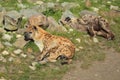 Spotted hyenas