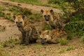 Spotted hyenas in a field surrounded by greenery with a blurry background