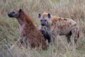 Spotted Hyenas, Kenya, Africa