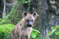 Spotted hyenas - Spotted Hyena may kill as many as 95% of the animals they eat Royalty Free Stock Photo