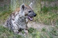 Spotted Hyenas in nature,close up. Carnivore, creature.Close up