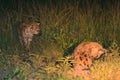 Spotted hyenas by night, Maasai Mara Game Reserve, Kenya