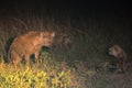 Spotted hyenas by night, Maasai Mara Game Reserve, Kenya