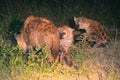 Spotted hyenas by night, Maasai Mara Game Reserve, Kenya