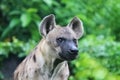 Spotted hyenas - Spotted Hyena may kill as many as 95% of the animals they eat Royalty Free Stock Photo