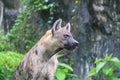 Spotted hyenas - Spotted Hyena may kill as many as 95% of the animals they eat Royalty Free Stock Photo