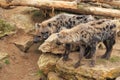 Spotted hyenas