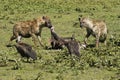 Spotted hyenas and vultures on kill, Tanzania Royalty Free Stock Photo