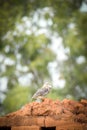 The spotted indian owlet