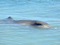 Spotted Indo-Pacific Bottlenose Dolphin Looking Royalty Free Stock Photo