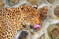 Spotted Jaguar licks pink tongue