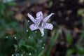 Spotted Japanese toad lily Tricyrtis hirta single blossom