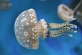 Spotted Jelly Fish Royalty Free Stock Photo