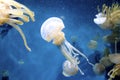 Spotted jelly fish Royalty Free Stock Photo