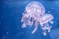 Spotted jelly fish swimming in the aquarium Royalty Free Stock Photo