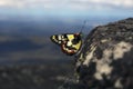 Spotted jezebel butterfly on rocky hilltop