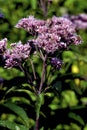 Spotted Joe Pye Weed 601742