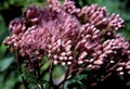 Spotted Joe Pye Weed 48192