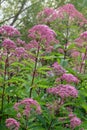 Spotted joe-pye weed Eutrochium maculatum Atropurpureum, flowering plants