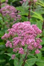 Spotted joe-pye weed Eutrochium maculatum Atropurpureum, purple-pink flowers