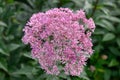 Spotted joe-pye weed Eutrochium maculatum Atropurpureum, purple-pink flowers