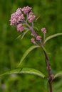 Spotted Joe-pye Weed - Eutrochium maculatum