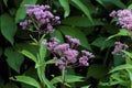 Spotted Joe Pye Weed growing in Suamico Wisconsin 845909