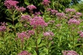 Spotted Joe-Pye-Weed  839256 Royalty Free Stock Photo