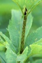 Spotted Joe Pye Weed Stem 38435