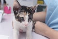 A spotted kitten lies on the operating table and held by a nurse while awaiting a checkup or examination by a veterinarian