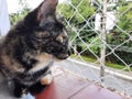 A spotted kitten looking through a window with protective screen