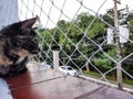 A spotted kitten looking through a window with protective screen