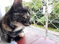 A spotted kitten looking through a window with protective screen