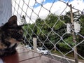 A spotted kitten looking through a window with protective screen