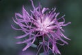 Spotted Knapweed 22648 Royalty Free Stock Photo