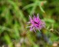 Spotted Knapweed and Insects - 2