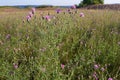 Spotted Knapweed 814862