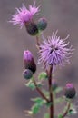Spotted Knapweed 46461
