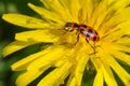 Spotted Pink Lady Beetle - Coleomegilla maculata