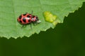 Spotted Pink Lady Beetle - Coleomegilla maculata