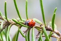 7 spotted ladybird emerging from hibernation and resting on rosemary leaves