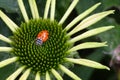 Spotted ladybug centerd in a flower in a garden in California. Royalty Free Stock Photo
