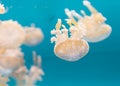 Spotted lagoon jelly, golden medusa, Mastigias papua