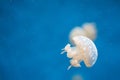 Spotted Lagoon Jellyfish