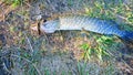 Spotted lake pike lies on the grass. Royalty Free Stock Photo