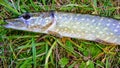 Spotted lake pike lies on the grass.