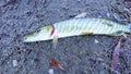 Spotted lake pike lies on the grass. Royalty Free Stock Photo