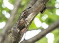 Spotted Lanternflies or lanternfly Lycorma delicatula lays eggs on tree, Berks County, Pennsylvania